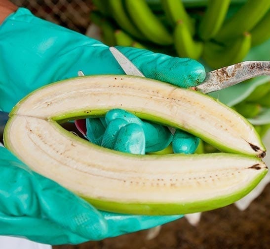 Banano Sabrostar | Corte