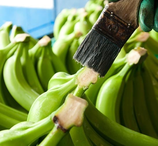 Banano Sabrostar | Proceso